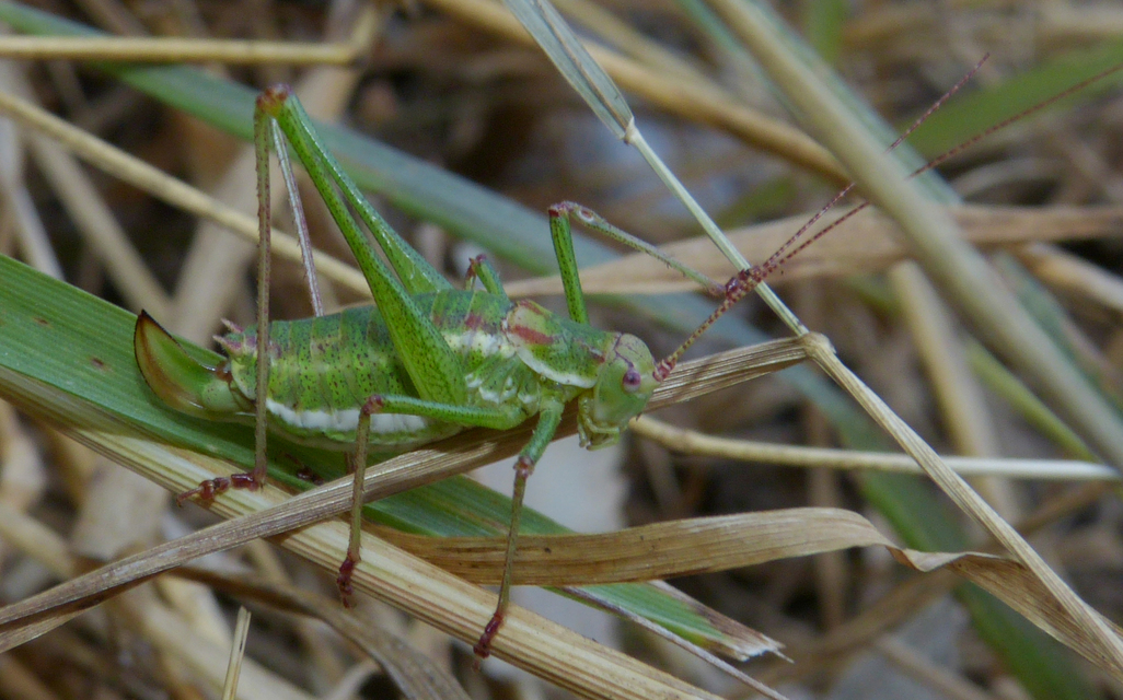 Leptophyes albovittata - közönséges virágszöcske