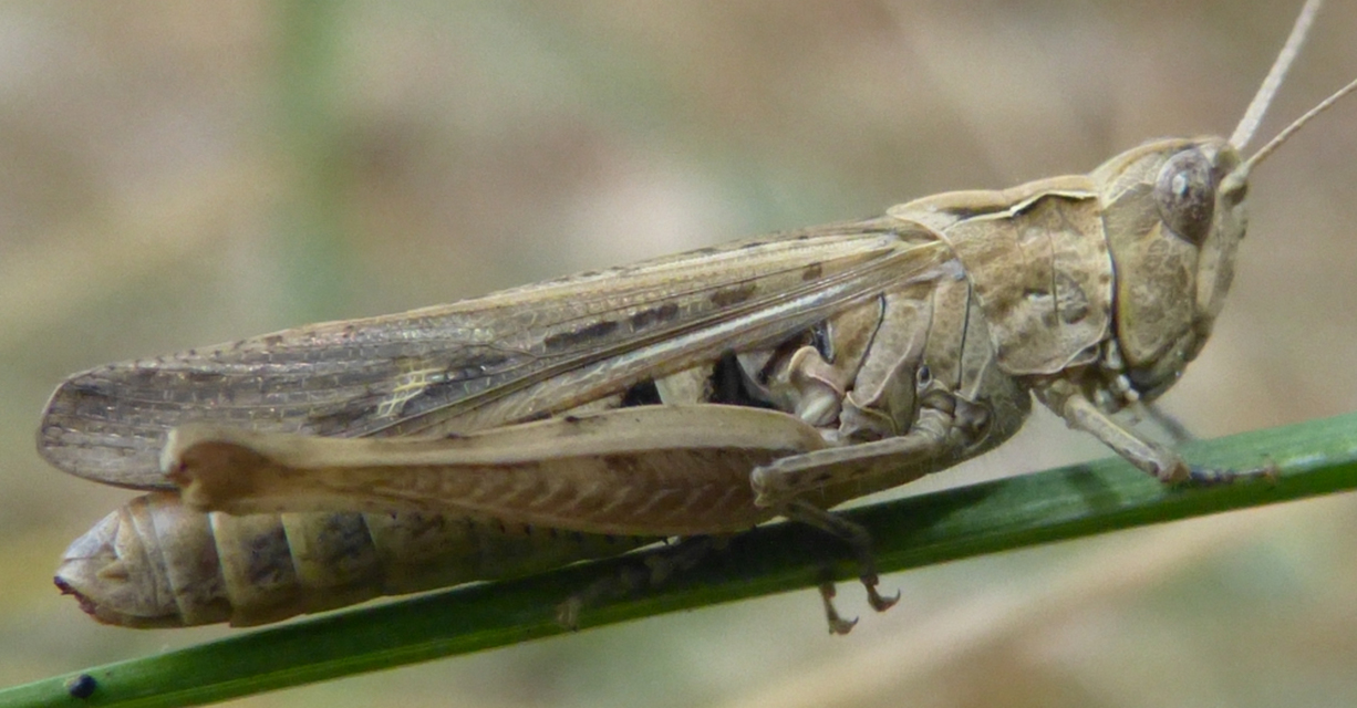 Chorthippus (Glyptobothrus) (subgenus)