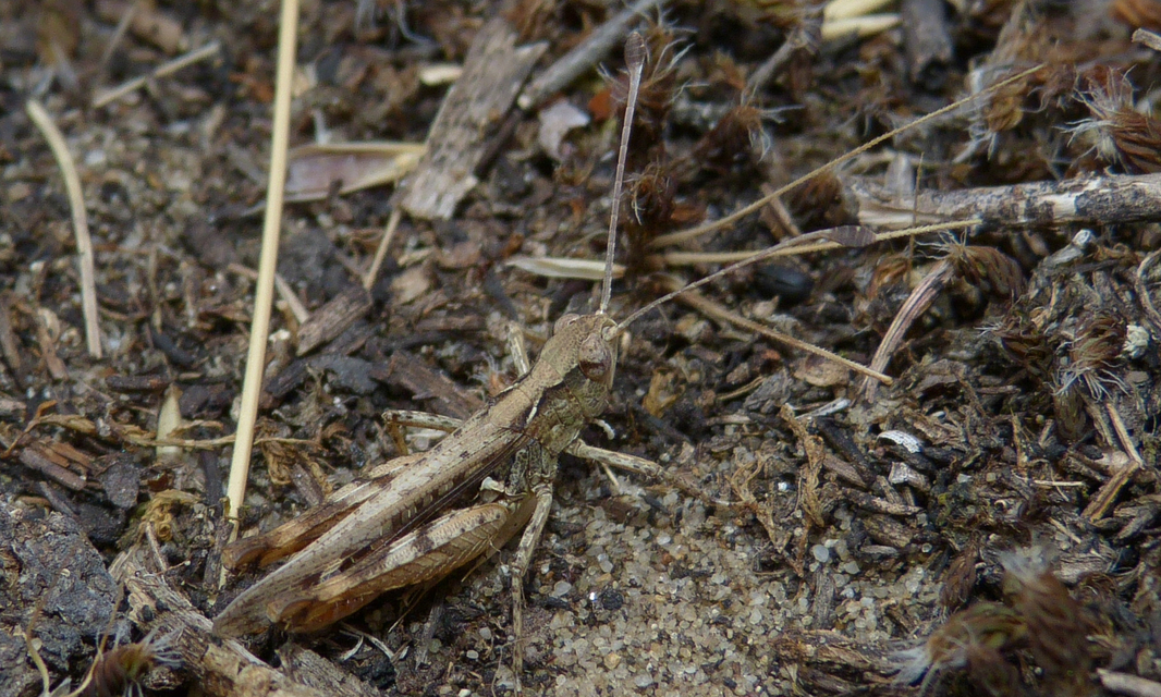 Myrmeleotettix antennatus - homoki bunkóscsápúsáska