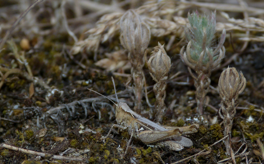 Myrmeleotettix antennatus - homoki bunkóscsápúsáska