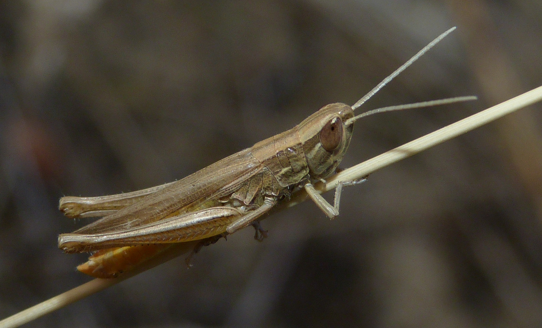 Euchorthippus pulvinatus - karcsú rétisáska