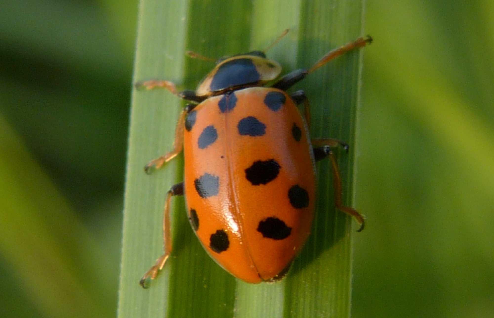 Hippodamia tredecimpunctata - mocsári katica