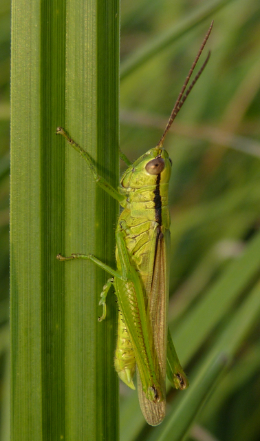 Mecostethus parapleurus - hagymazöld sáska