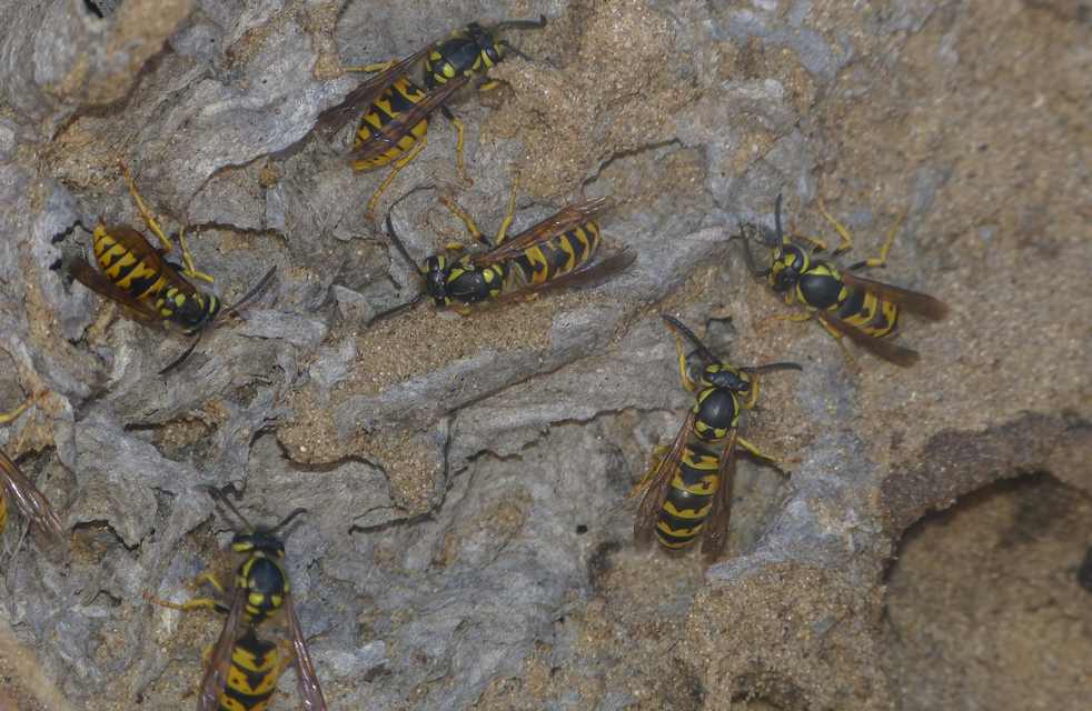 Vespula germanica - német darázs