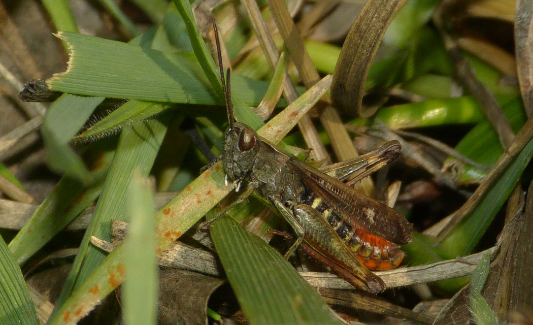 Omocestus rufipes - vöröshasú tarlósáska