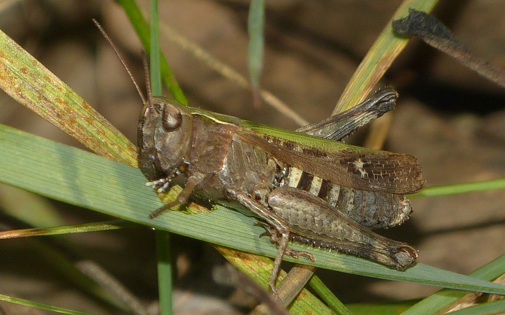 Omocestus rufipes - vöröshasú tarlósáska