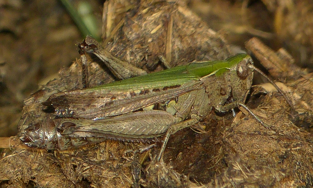 Omocestus rufipes - vöröshasú tarlósáska