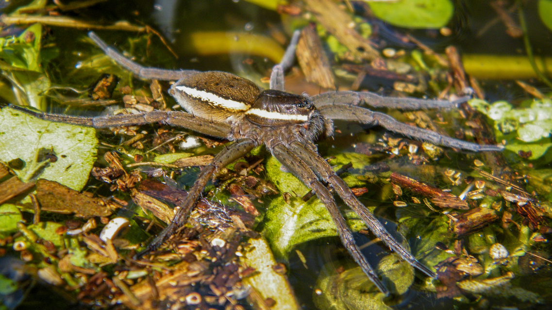 Dolomedes fimbriatus - szegélyes vidrapók
