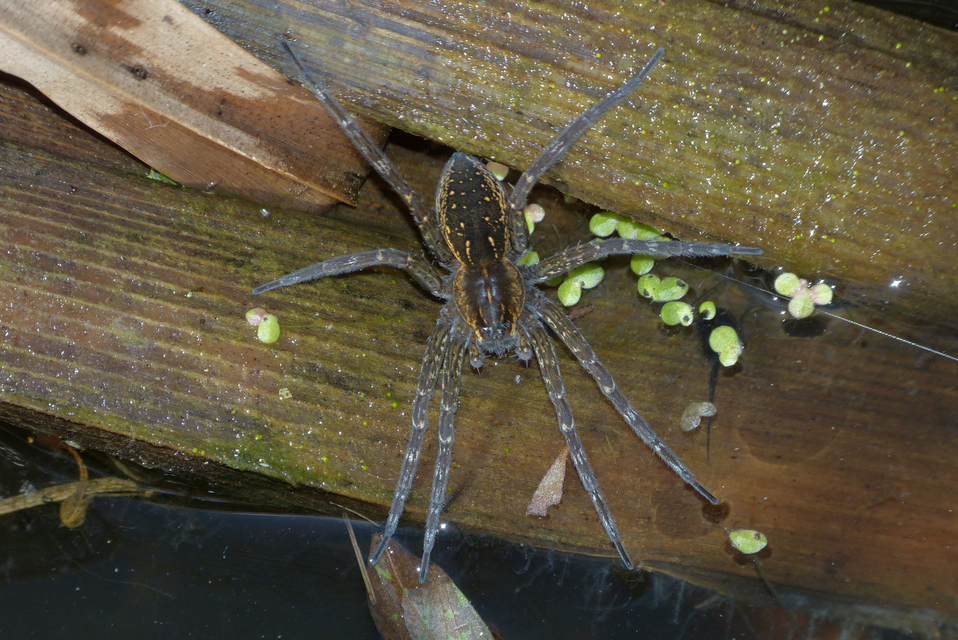 Dolomedes plantarius - parti vidrapók
