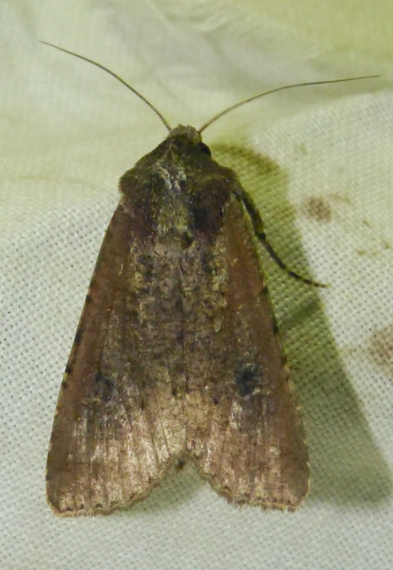 Peridroma saucia - vándor földibagoly