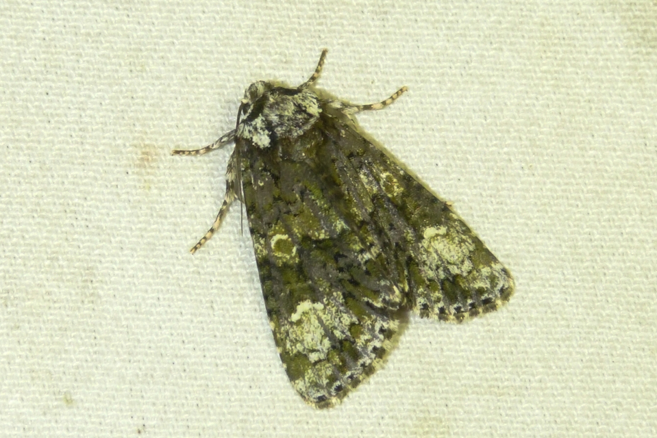 Craniophora ligustri - fagyalbagoly