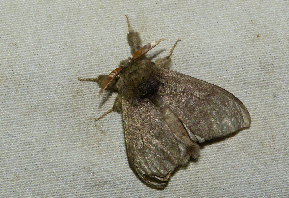 Calliteara pudibunda - hamvasszövő