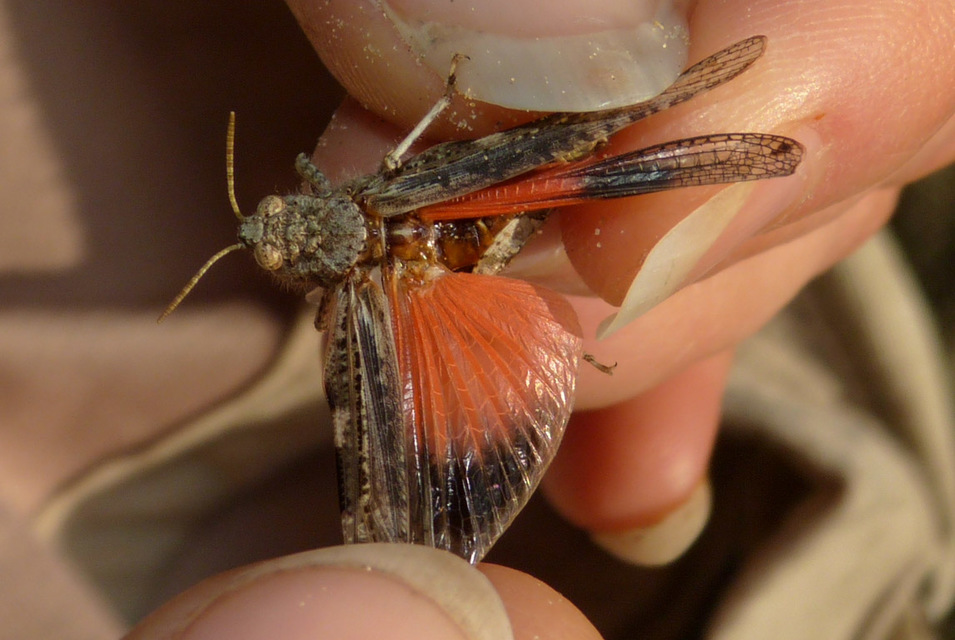 Acrotylus insubricus - önbeásósáska