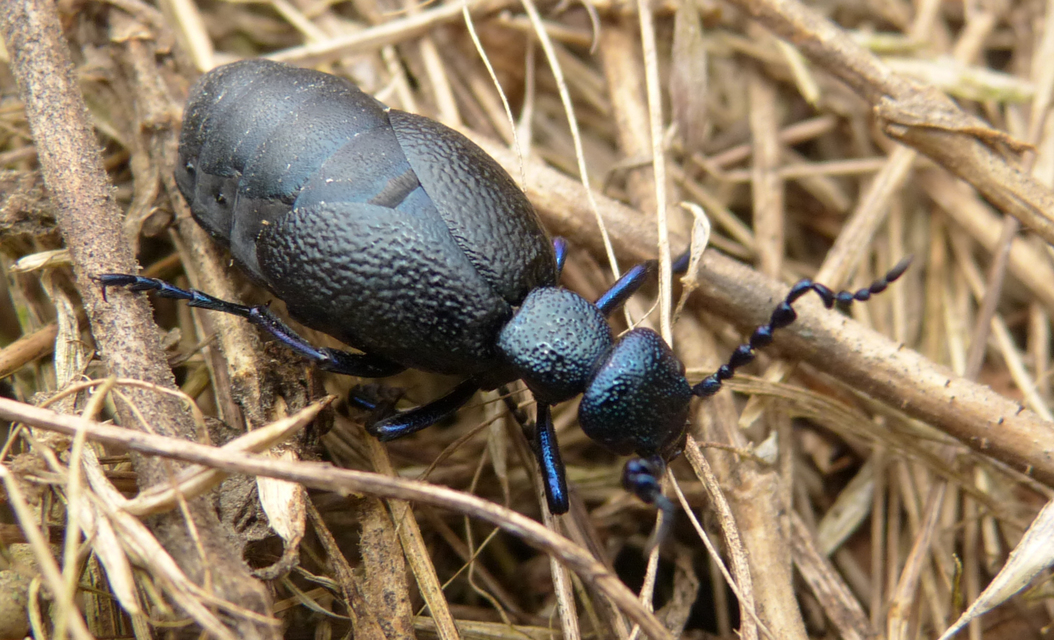 Meloe proscarabaeus - közönséges nünüke