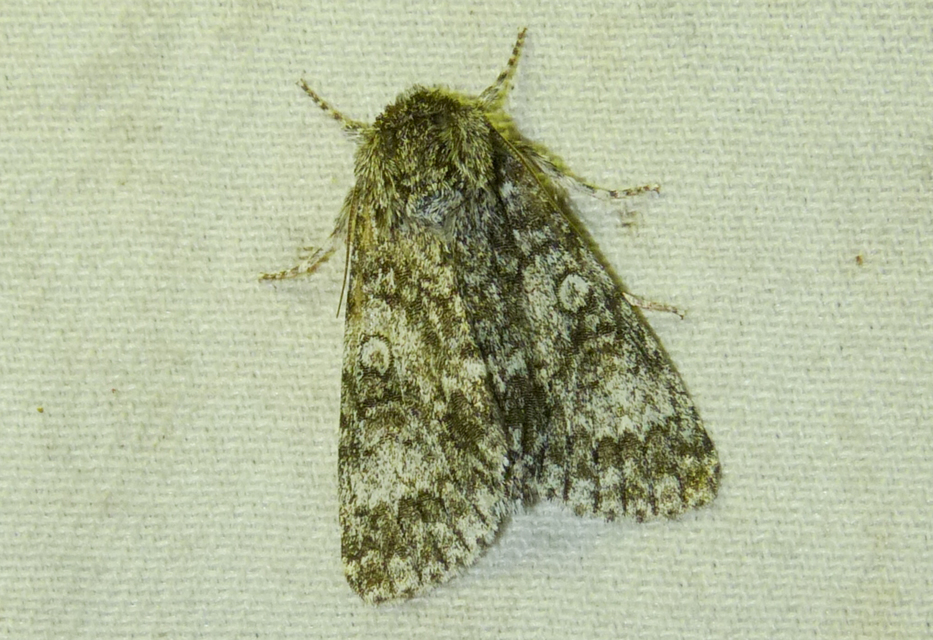 Acronicta megacephala - nagyfejű szigonyosbagoly