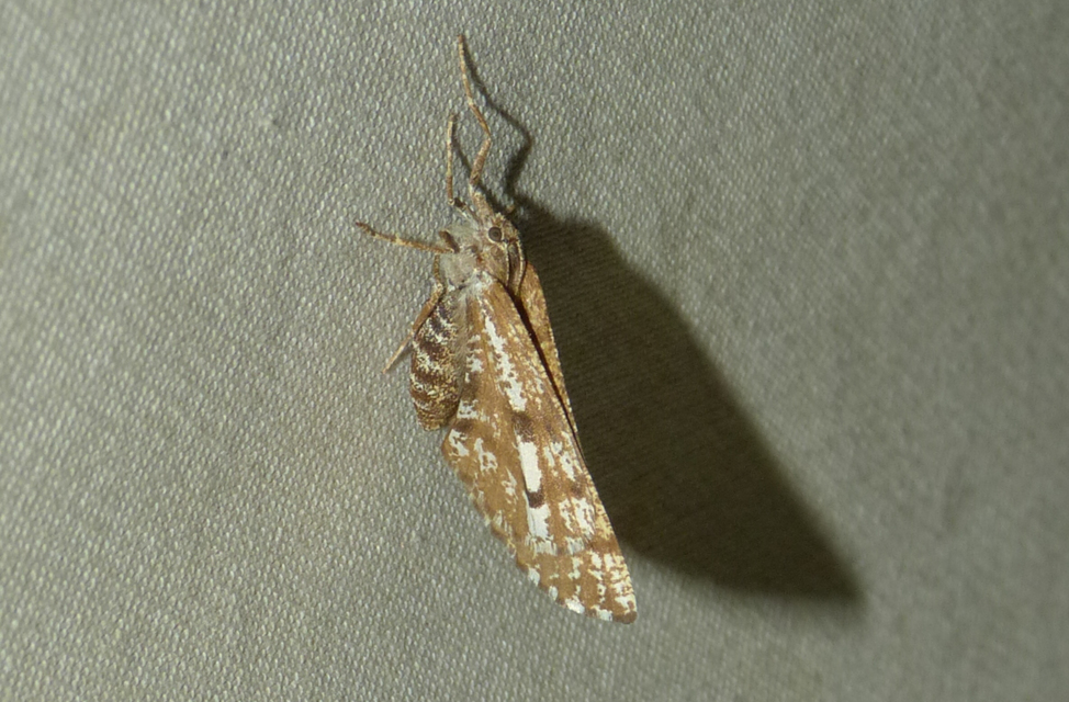 Bupalus piniaria - fenyőaraszoló