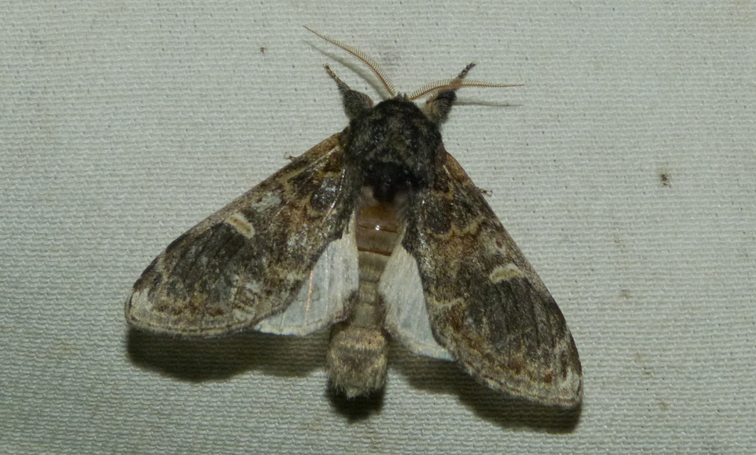 Notodonta tritophus - tarajos púposszövő