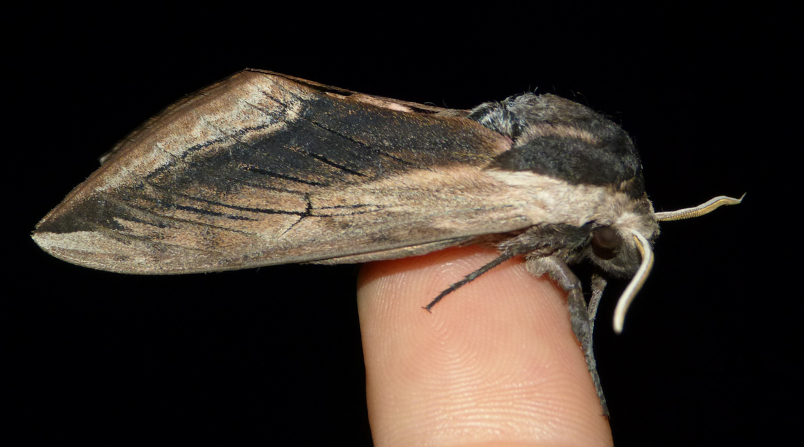 Sphinx ligustri - fagyalszender
