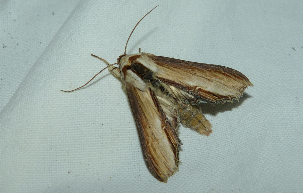 Shargacucullia