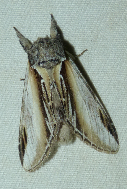 Pheosia tremula - nyárfa-púposszövő