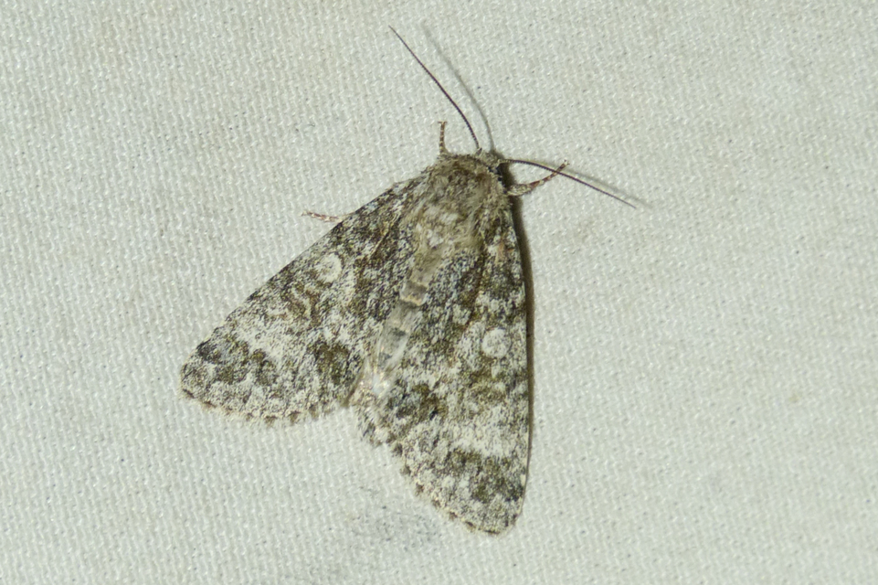 Acronicta megacephala - nagyfejű szigonyosbagoly