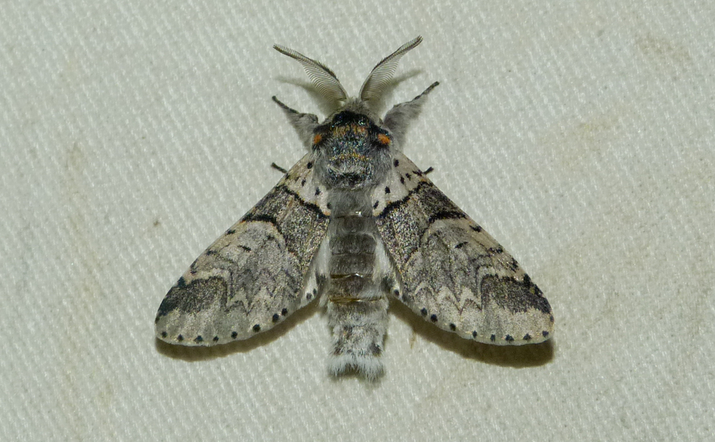 Furcula bifida - kis púposszövő