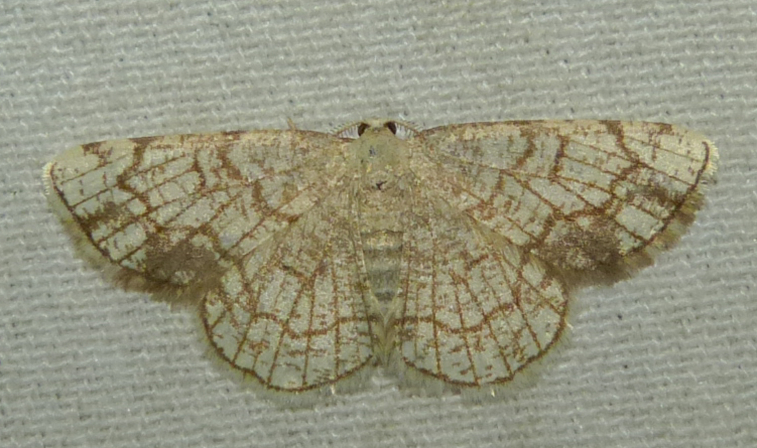 Stegania dilectaria - fehérnyár-araszoló