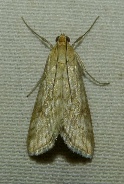 Evergestis frumentalis - tavaszi dudvamoly