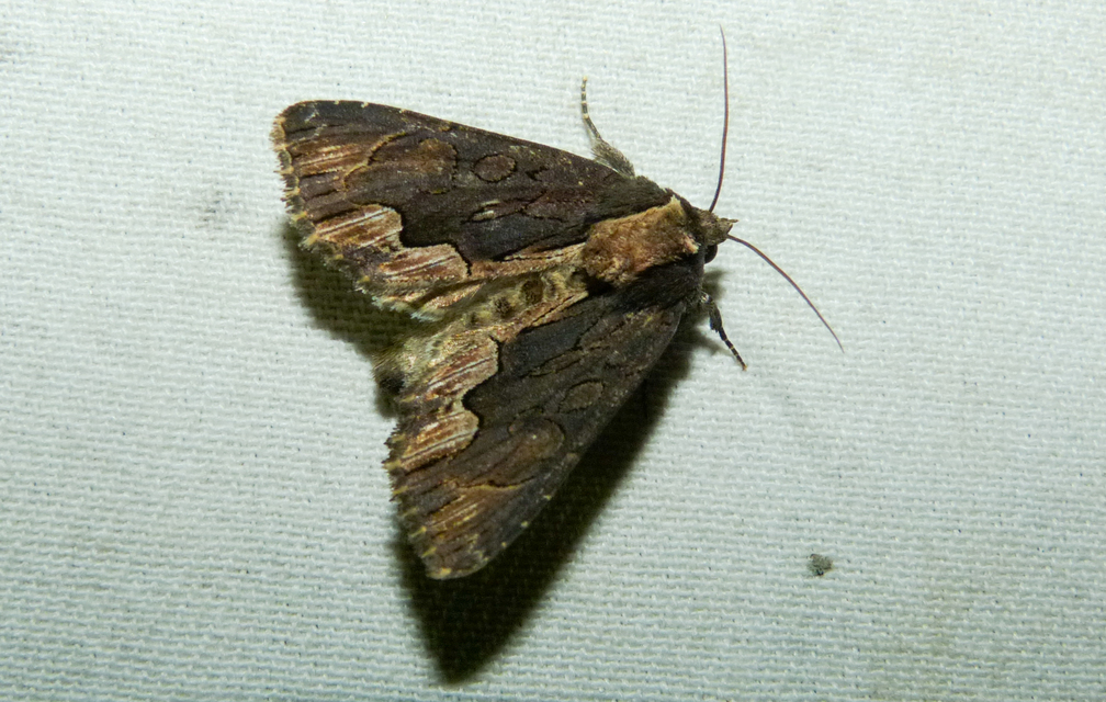 Dypterygia scabriuscula - szurokbarna nyáribagoly