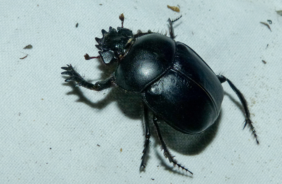 Scarabaeus typhon - óriás-galacsinhajtó