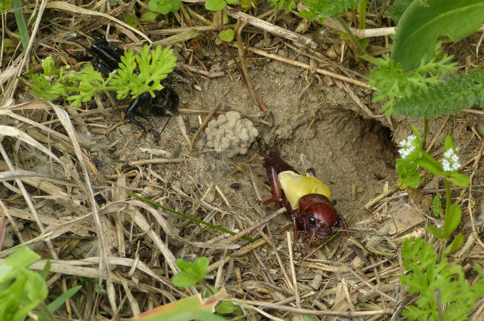 Gryllus campestris - mezei tücsök