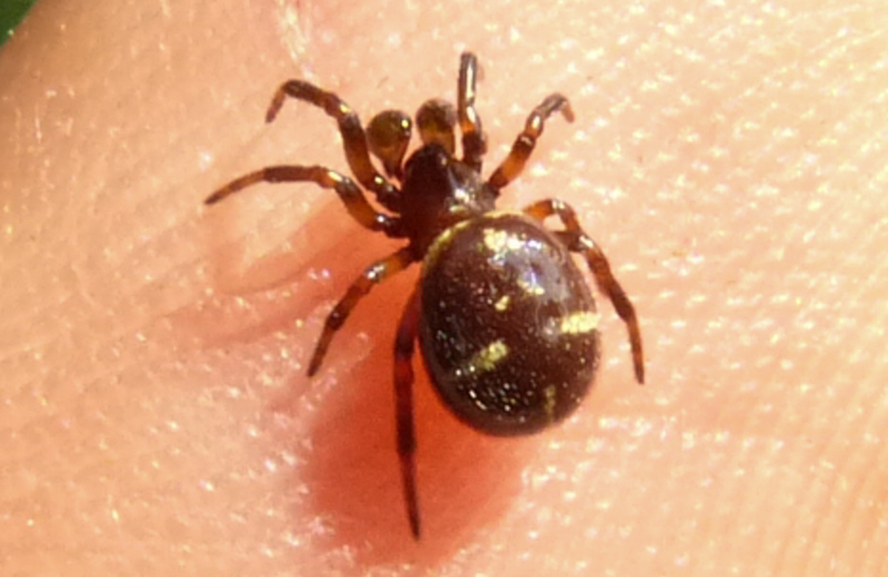 Asagena phalerata/meridionalis