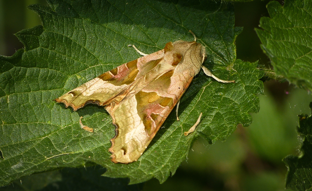 Phlogophora meticulosa - vándorló csipkésbagoly
