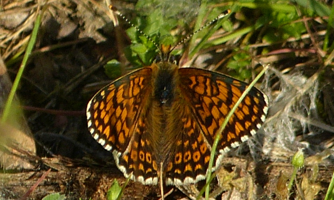 Melitaea cinxia - réti tarkalepke