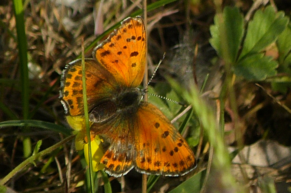Lycaena thersamon - kis tűzlepke