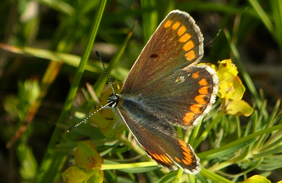 Aricia agestis - szerecsenboglárka