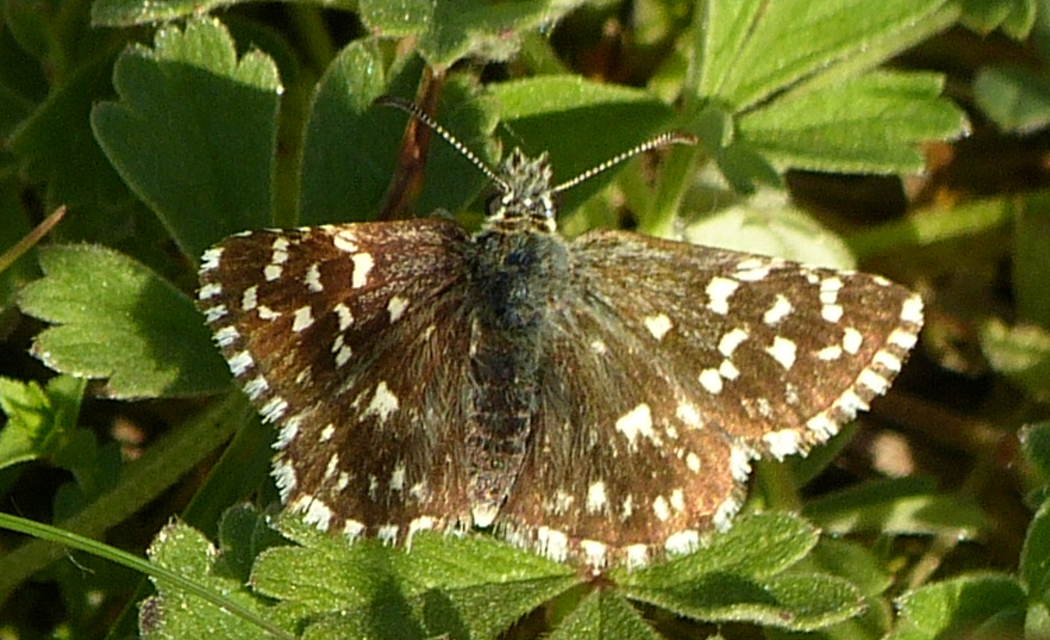 Pyrgus malvae - kis busalepke