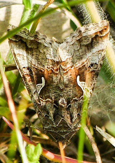 Autographa gamma - gammalepke