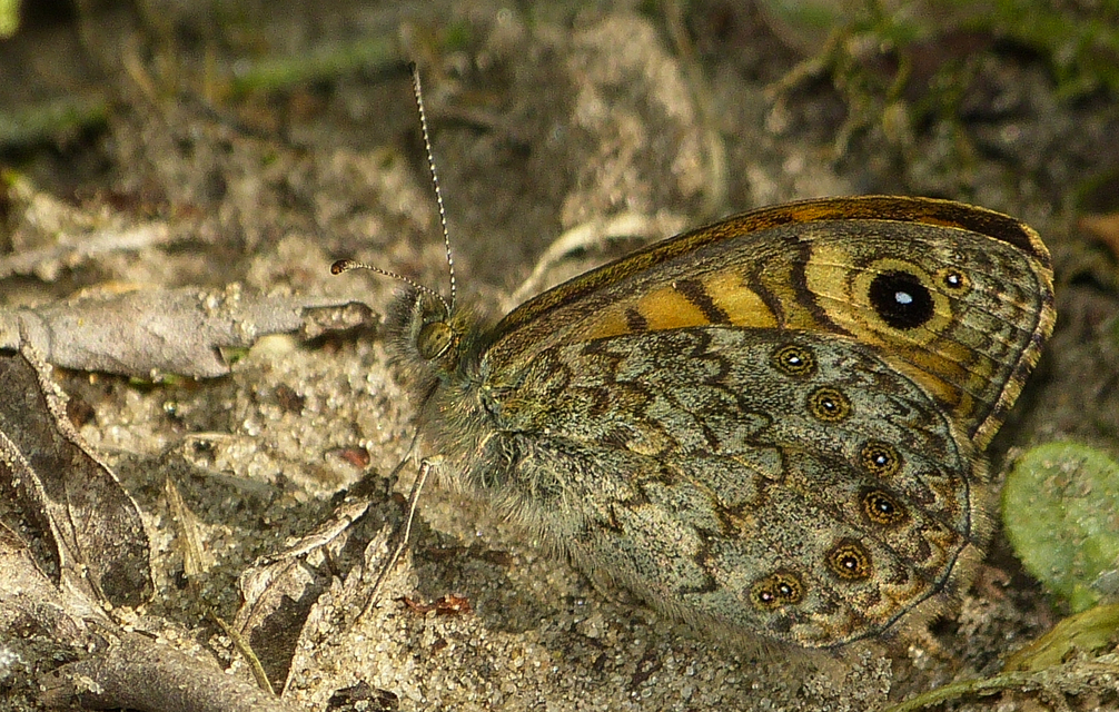 Lasiommata megera - vörös szemeslepke