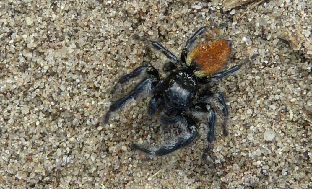 Carrhotus xanthogramma - rozsdás ugrópók