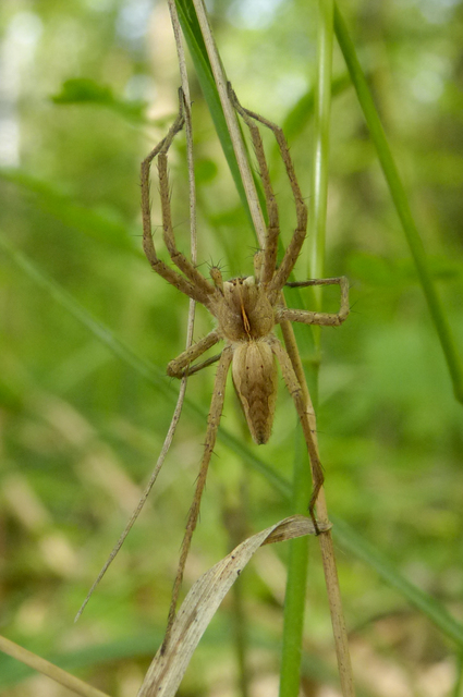 Pisaura mirabilis - csodáspók