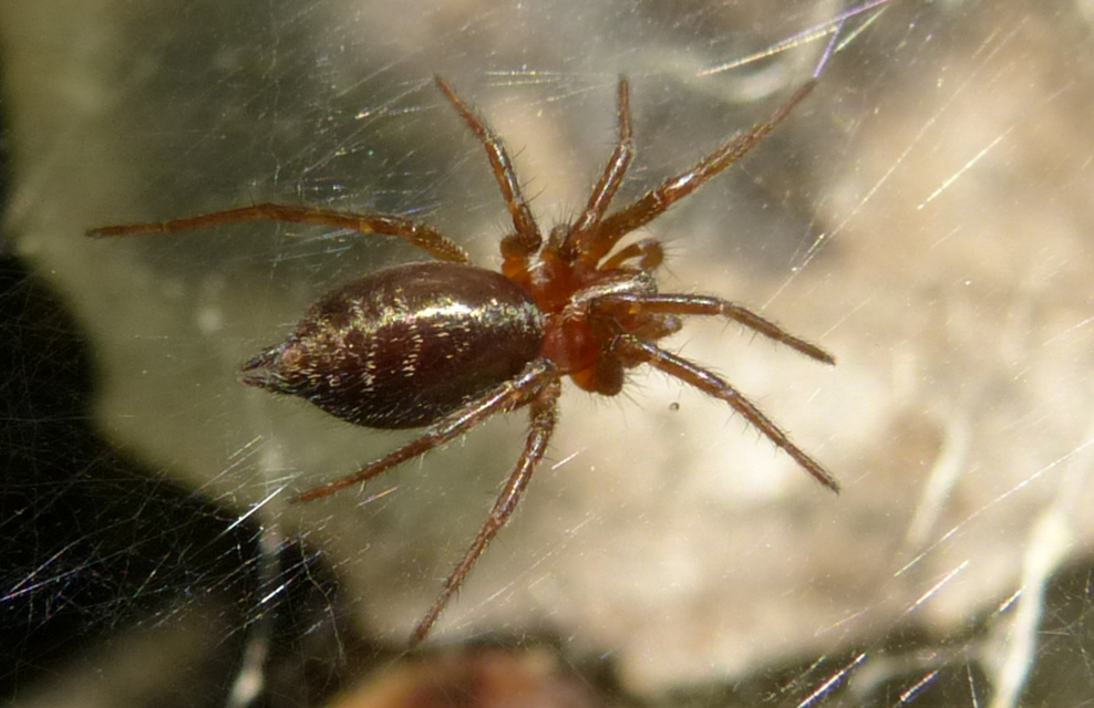 Agelena labyrinthica - illó tölcsérpók