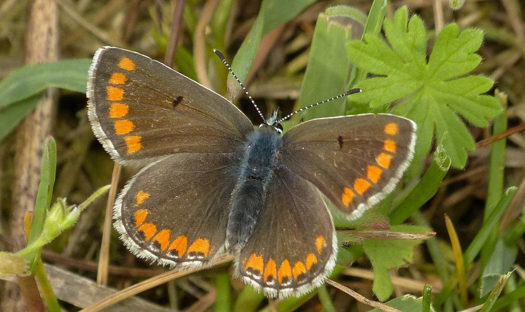 Aricia agestis - szerecsenboglárka
