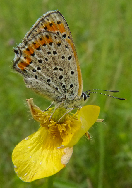 Lycaena thersamon - kis tűzlepke