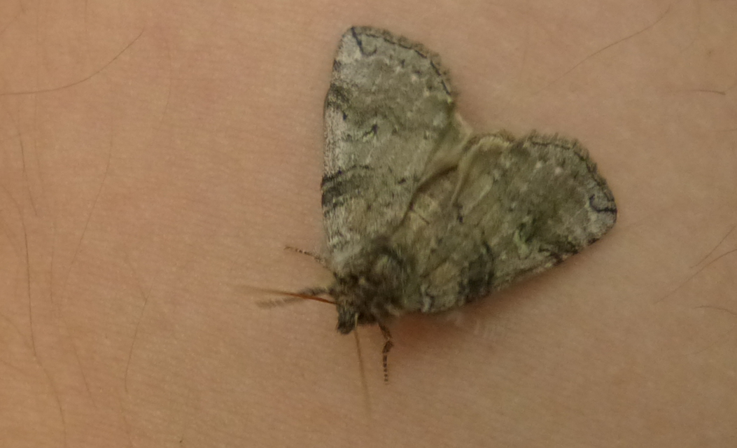 Tethea or - bélyeges pihésszövő