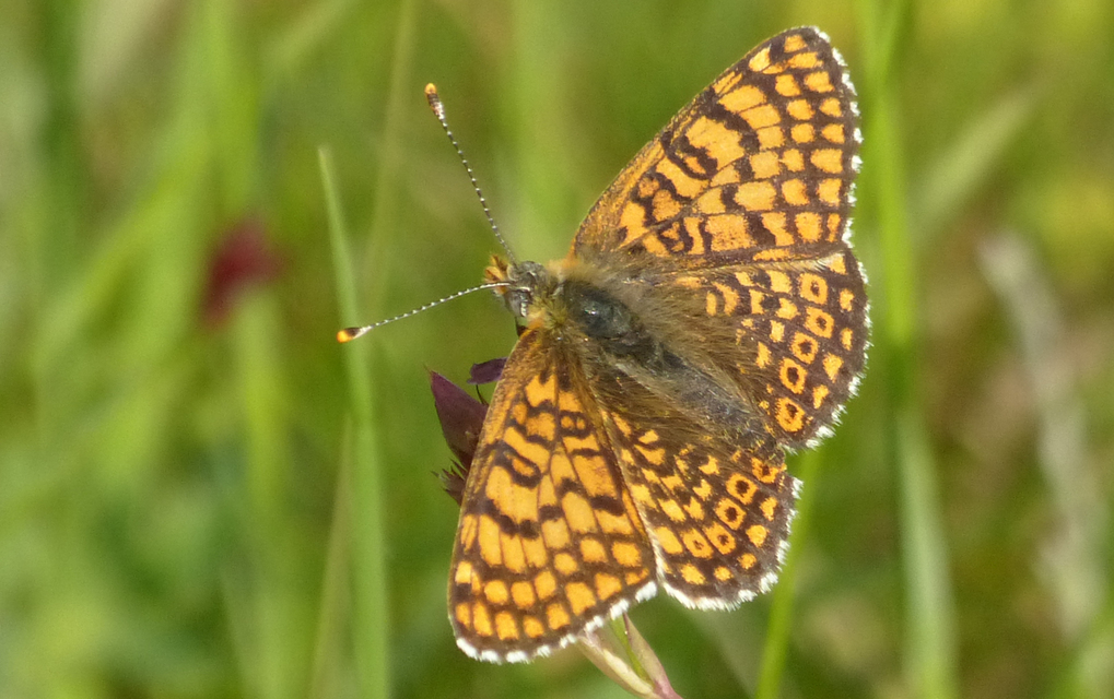 Melitaea cinxia - réti tarkalepke