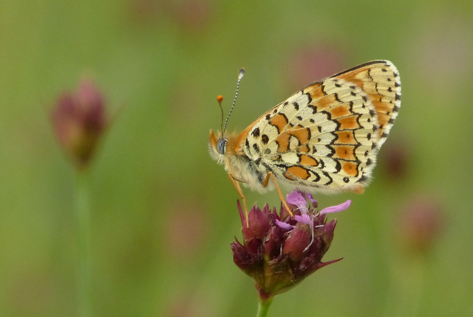Melitaea cinxia - réti tarkalepke