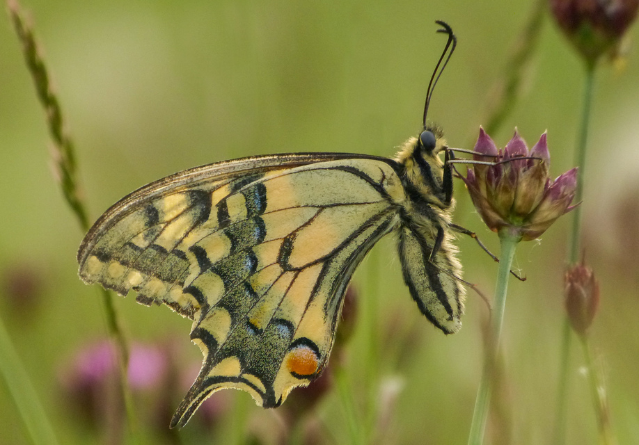 Papilio machaon - fecskefarkú lepke