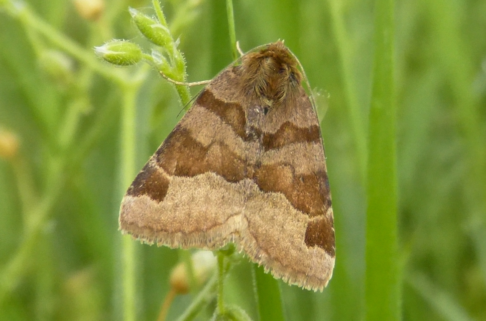 Euclidia glyphica - közönséges nappalibagoly