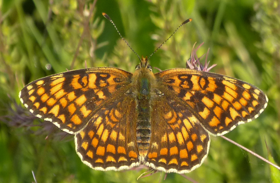 Melitaea phoebe - nagy tarkalepke